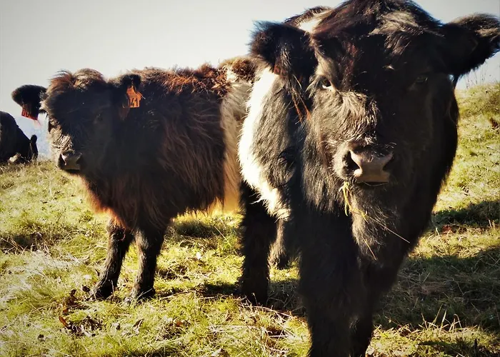 شاليه Chez-judith *