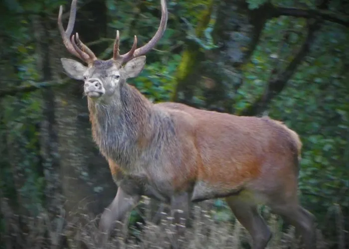 Chez-judith * Boussenac