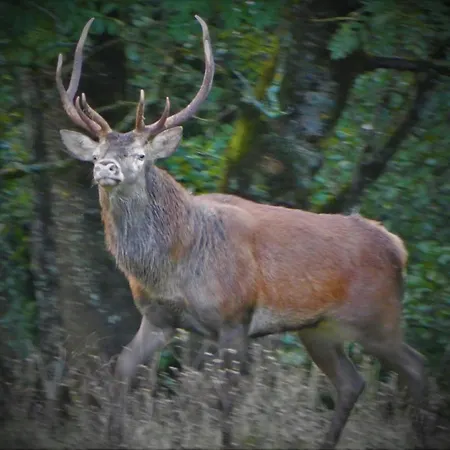 Chez-judith * Boussenac